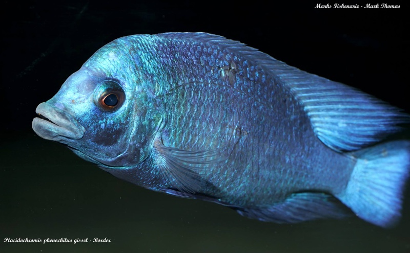 Placidochromis sp. 'phenochilus gissel' Border